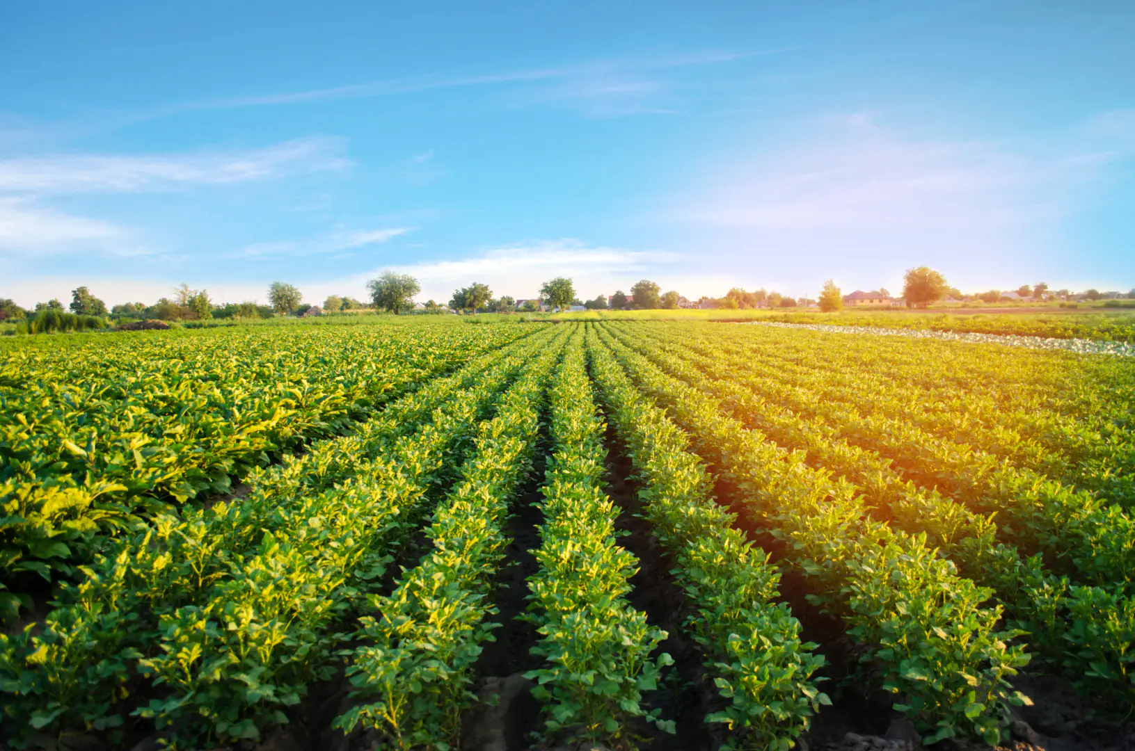 Sustainable Agriculture
